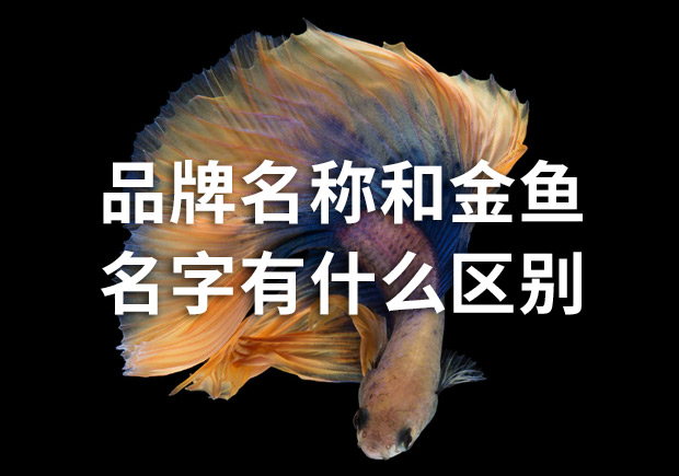 品牌命名公司：品牌名稱和金魚名字有什么區(qū)別？